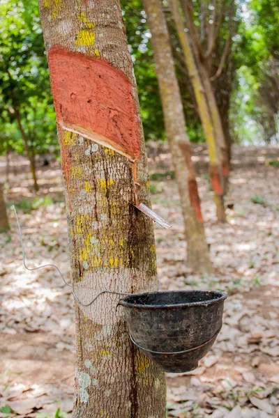Melk rubberboom — Stockfoto