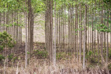 anthocephalus chinensis ağaç