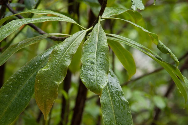 Alstonia scholaris Folha — Fotografia de Stock