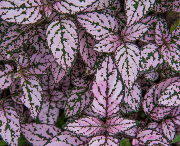 Paarse bladeren textuur — Stockfoto