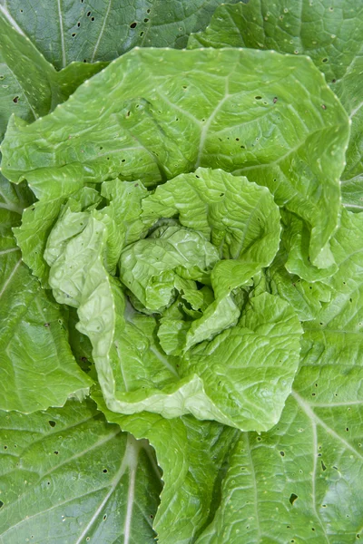 Young chinese cabbage — Stock Photo, Image