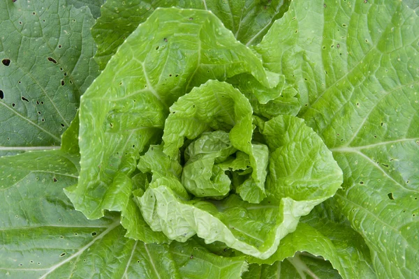 Young chinese cabbage — Stock Photo, Image