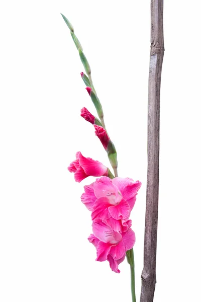 Gladiolus rózsaszín virág — Stock Fotó