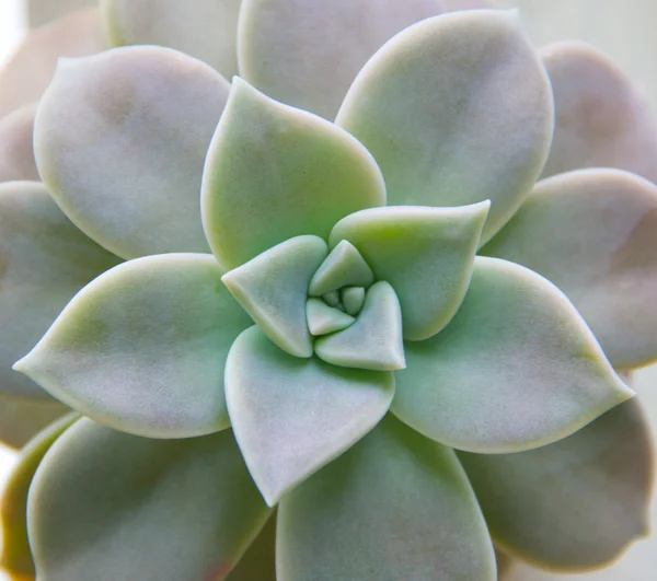 Cacto, plantas suculentas — Fotografia de Stock