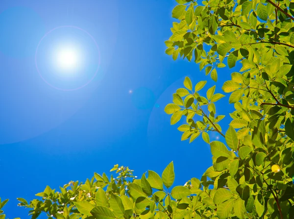 Зелене листя з блакитним небом — стокове фото