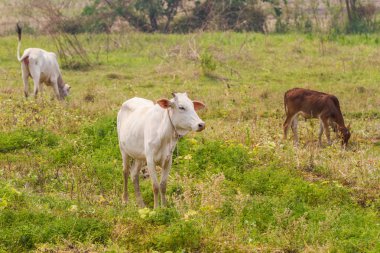 Tayland bir alanda inekler