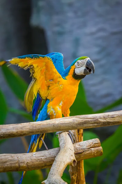 Loro guacamayo en el zoológico — Foto de Stock