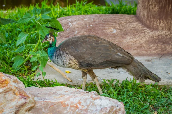 Peacocks in the park — Stock Photo, Image