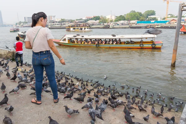 People feeds Pigeons near the river — Stock Photo, Image