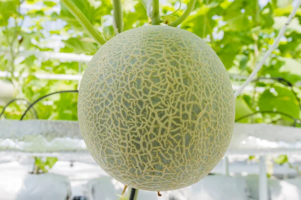Cantaloupe melons growing in a greenhouse — Stock Photo, Image