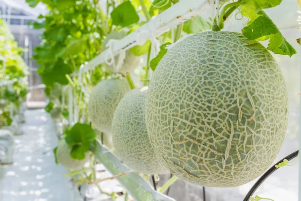 Cantaloupe melons growing in a greenhouse — Stock Photo, Image
