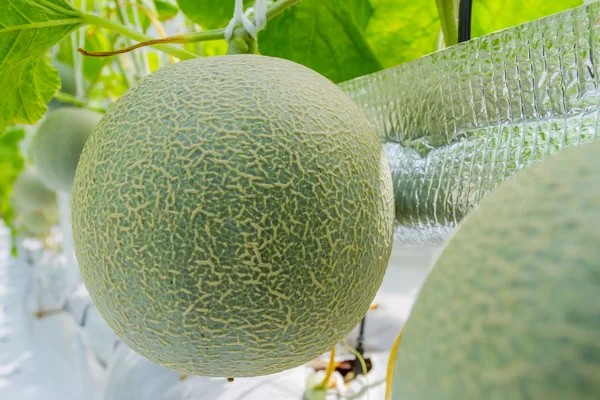 Melon cantaloupe tumbuh di rumah kaca — Stok Foto