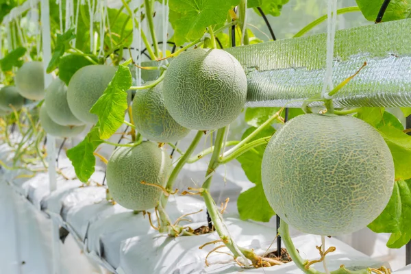 Cantaloupe-Melonen wachsen in einem Gewächshaus — Stockfoto