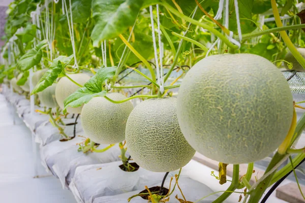 Cantaloupe-Melonen wachsen in einem Gewächshaus — Stockfoto