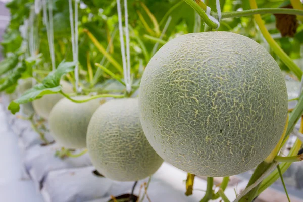 Melões cantaloupe crescendo em uma estufa — Fotografia de Stock