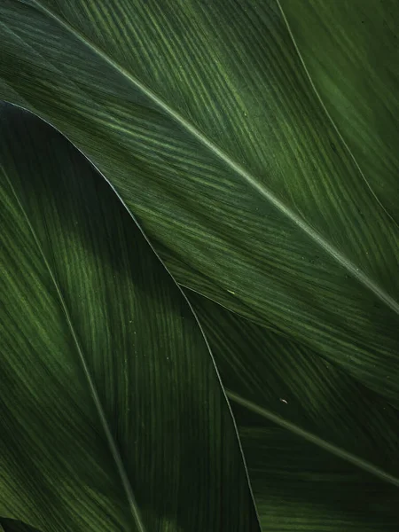 Tropical Green Leaf Υφή Χρήση Φόντο Για Σχεδιασμό — Φωτογραφία Αρχείου