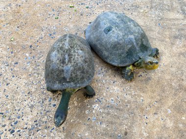 Gölette bir sürü kaplumbağa türü var.