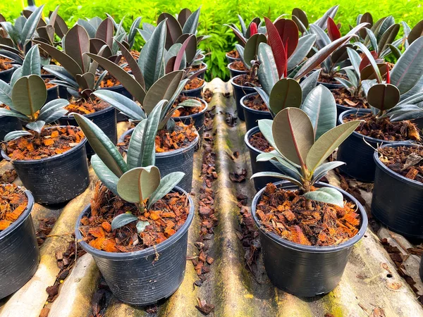 Rubber plant for sale in the plant market