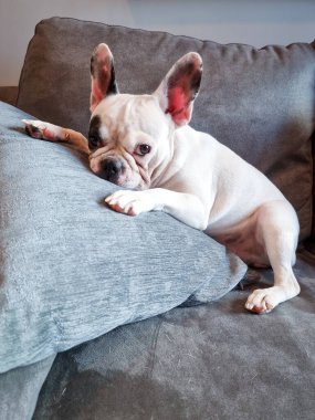 Fransız Bulldog kanepenin üzerinde yatıyordu.