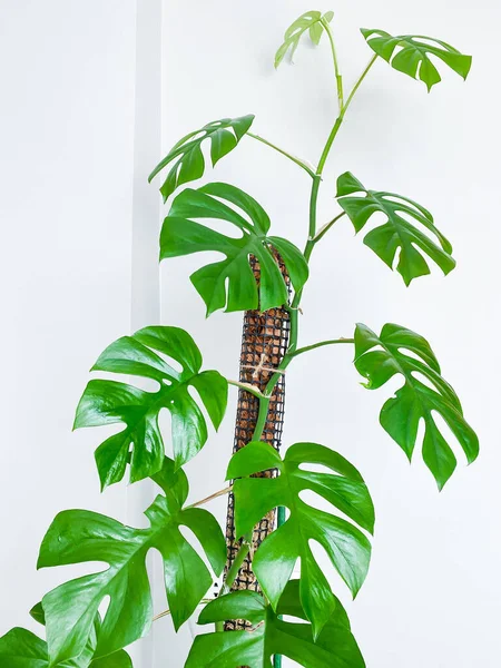 Rhaphidophora Tetrasperma Mini Plante Intérieur Monstera — Photo