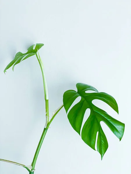 Raphidophora Tetrasperma Lub Mini Monstera Roślin Wewnętrznych — Zdjęcie stockowe