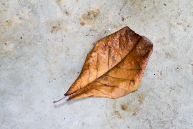 Yerdeki kuru yapraklar.