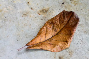 Yerdeki kuru yapraklar.