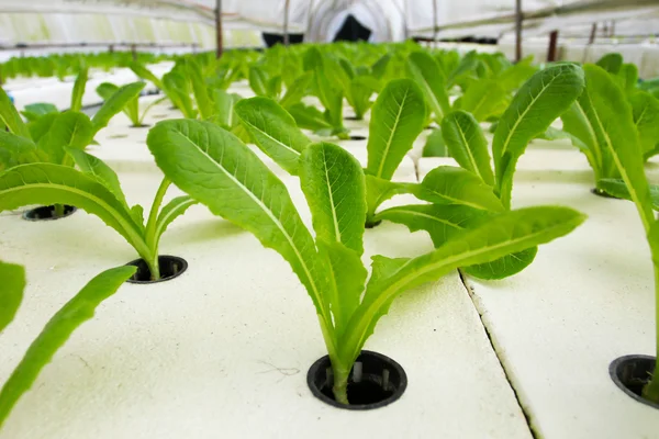 Cultivo de plántulas — Foto de Stock