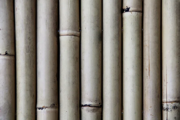 Bamboo texture — Stock Photo, Image