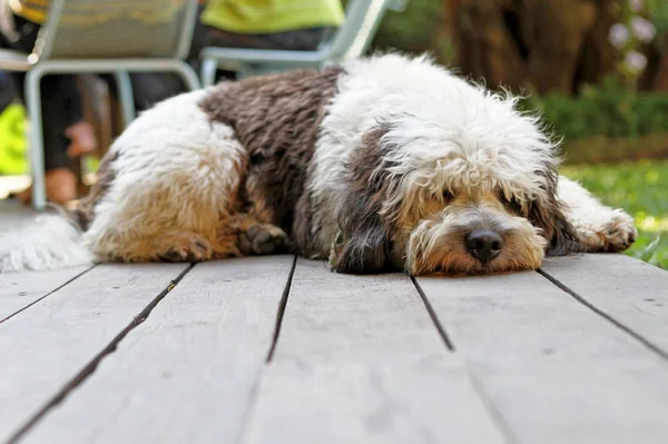 Hund sovende - Stock-foto