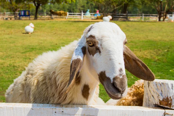 Ovini in azienda — Foto Stock