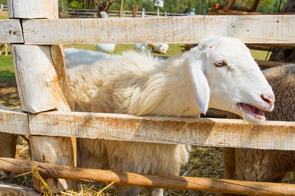 Ovini in azienda — Foto Stock