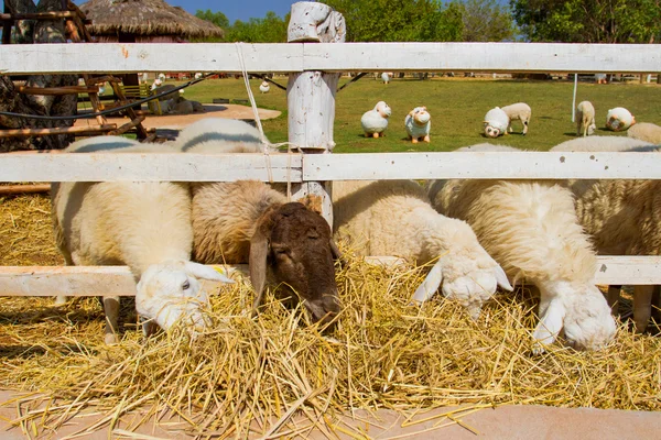 Ovini in azienda — Foto Stock