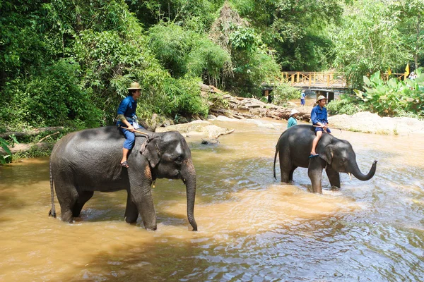 Elephant bathing in the river — Stock Photo, Image