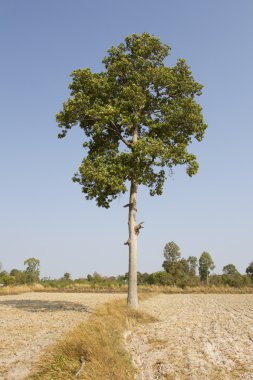 tek başına duran ağaç