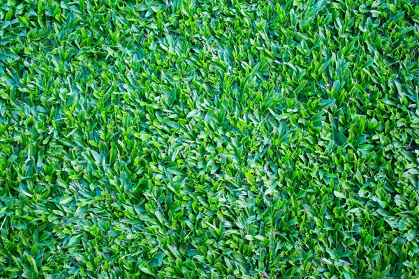 Green Grass texture — Stock Photo, Image