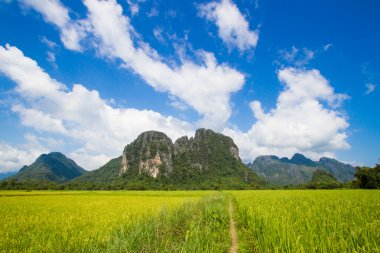 Rice farming and mountains