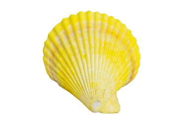Beyaz arkaplanda deniz kabuğu