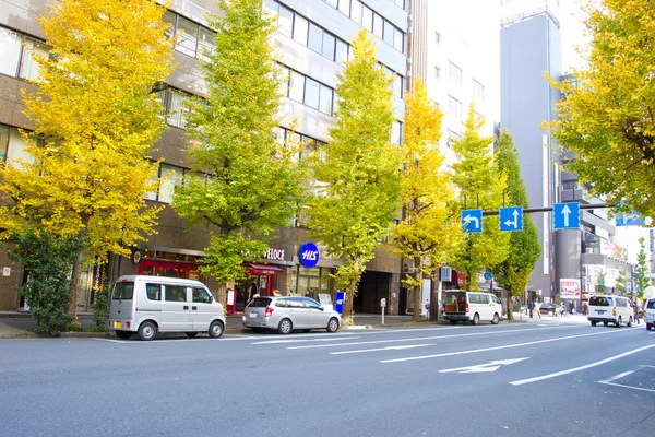 Ginkgobäume am Straßenrand in Tokio, Japan — Stockfoto