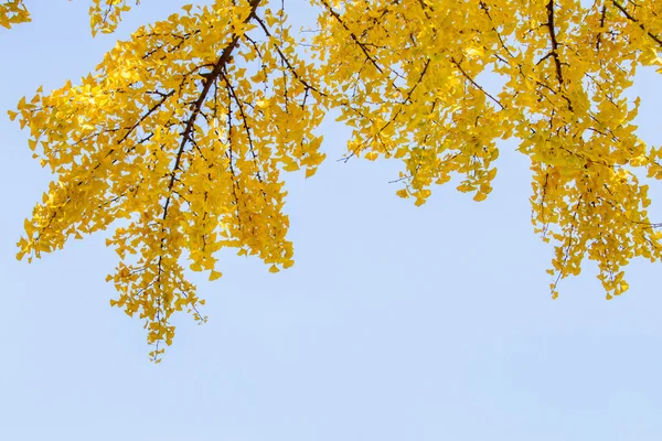 Żółte drzewo Ginko z błękitnego nieba — Zdjęcie stockowe