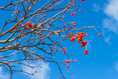 Mavi gökyüzü ile olgun alıç