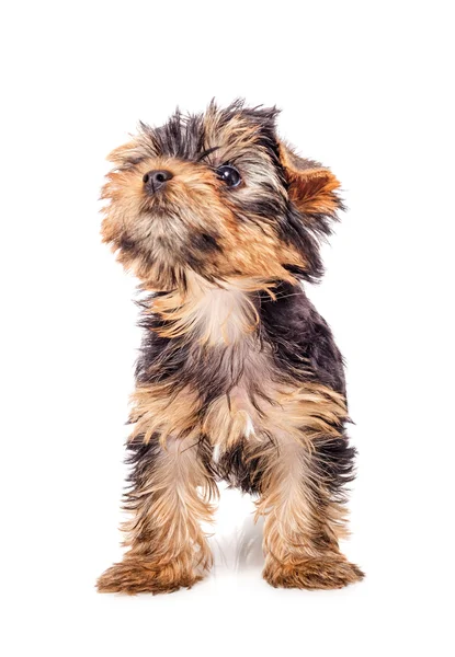 Yorkshire terrier puppy looking up isolated — Stock Photo, Image