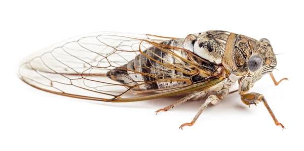 Cicada aislada sobre fondo blanco Imagen de stock