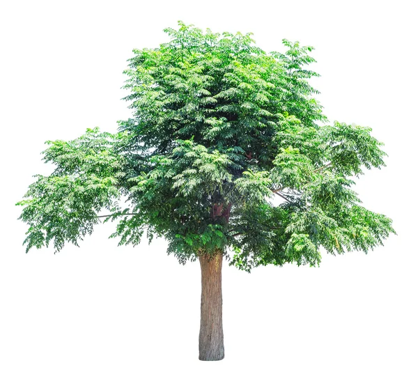 Albero verde isolato — Foto Stock