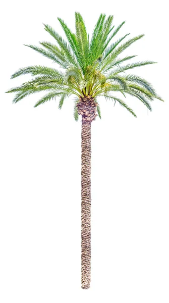 Υψηλή ημερομηνία palm tree απομονωμένες — Φωτογραφία Αρχείου