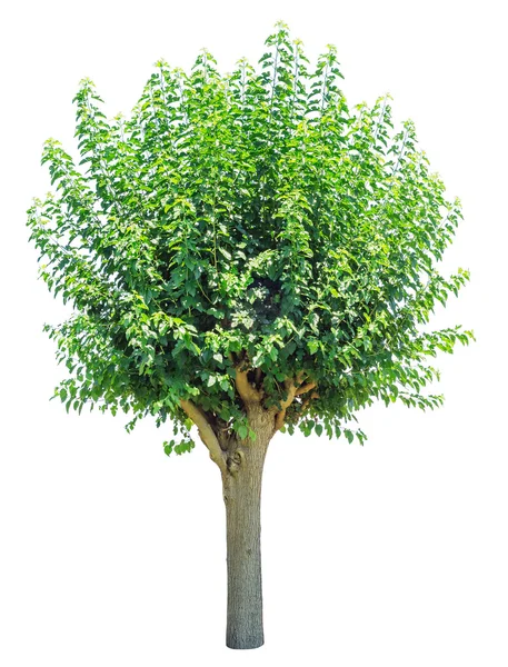 Verde albero estivo isolato — Foto Stock