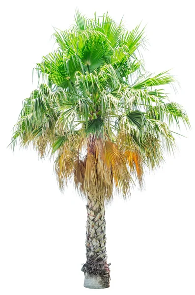 Palmboom Washingtonia filifera geïsoleerd — Stockfoto