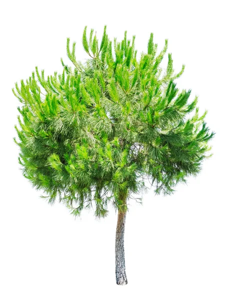 Pine tree isolated on white — Stock Photo, Image