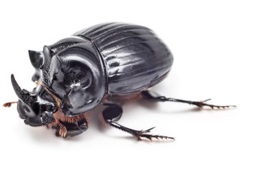 Siyah böcek beyaz arkaplanda izole edildi