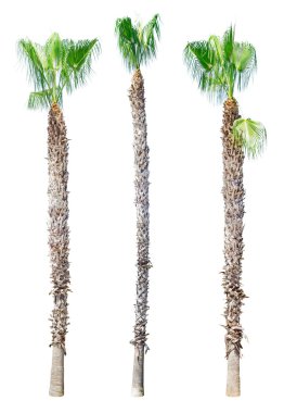 Hasta palmiye ağacı üzerinde beyaz izole 